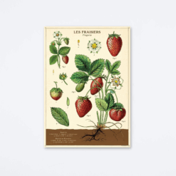 strawberries-wrap