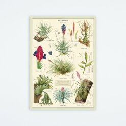 air-plants-wrap